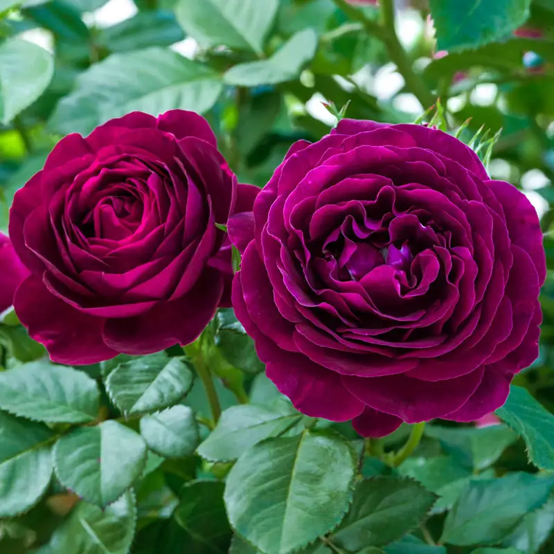 Grandiflora Roses