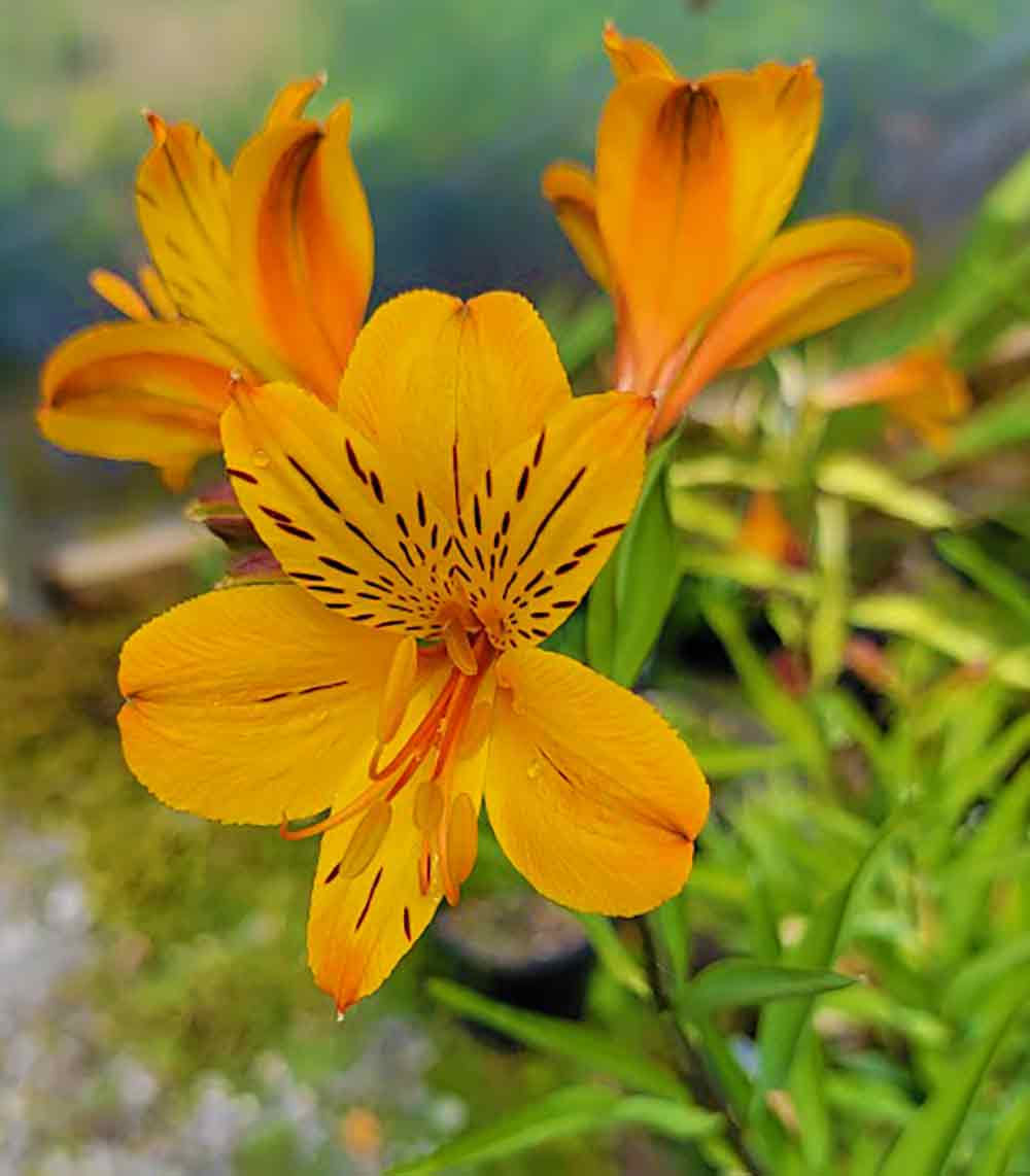 Alstroemeria
