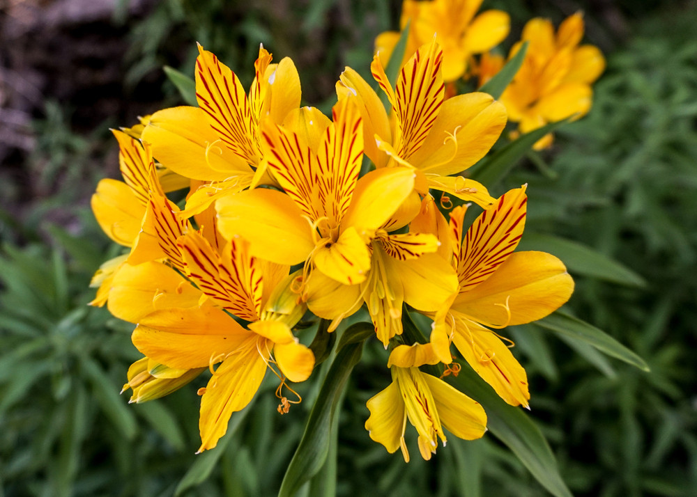 Alstroemeria