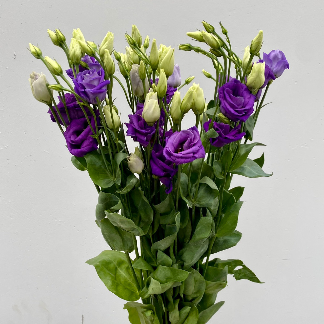 Lisianthus