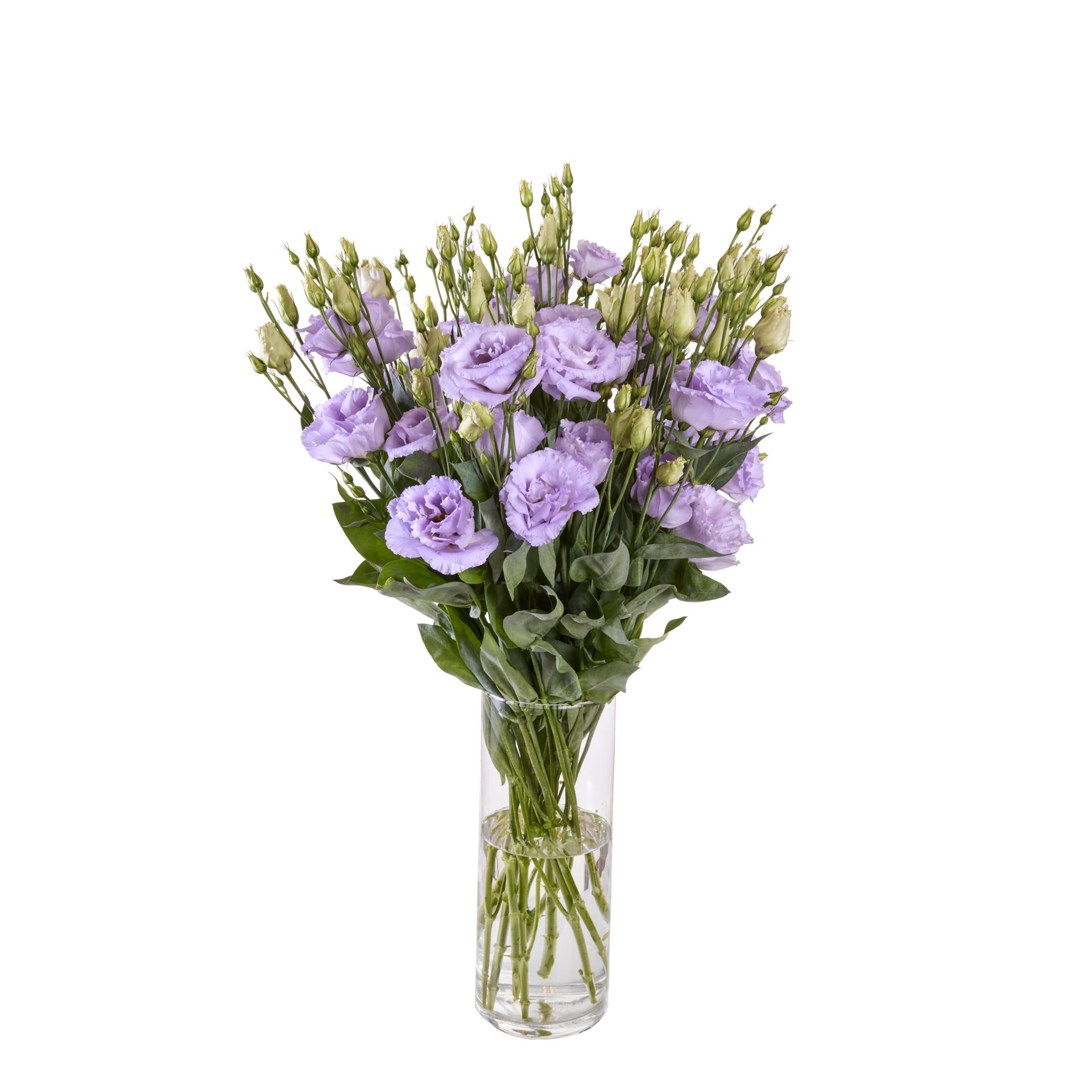 Lisianthus