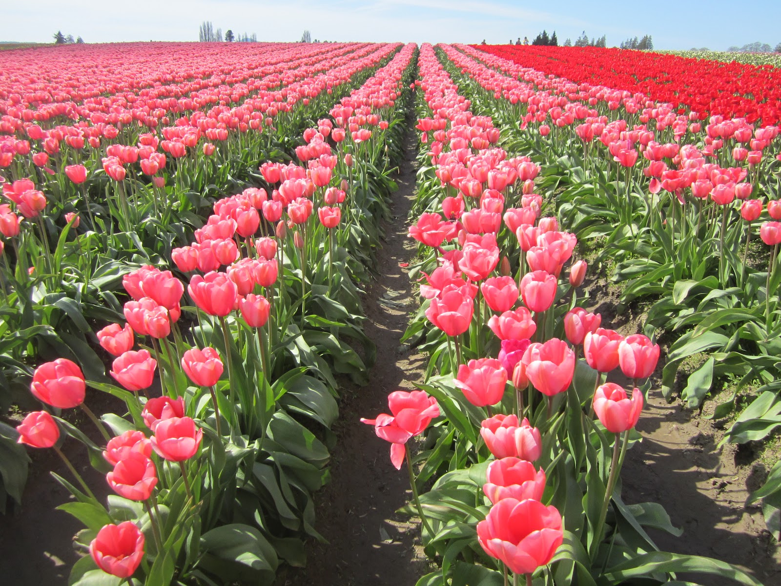 Lakeview Petals flower farm Naivasha