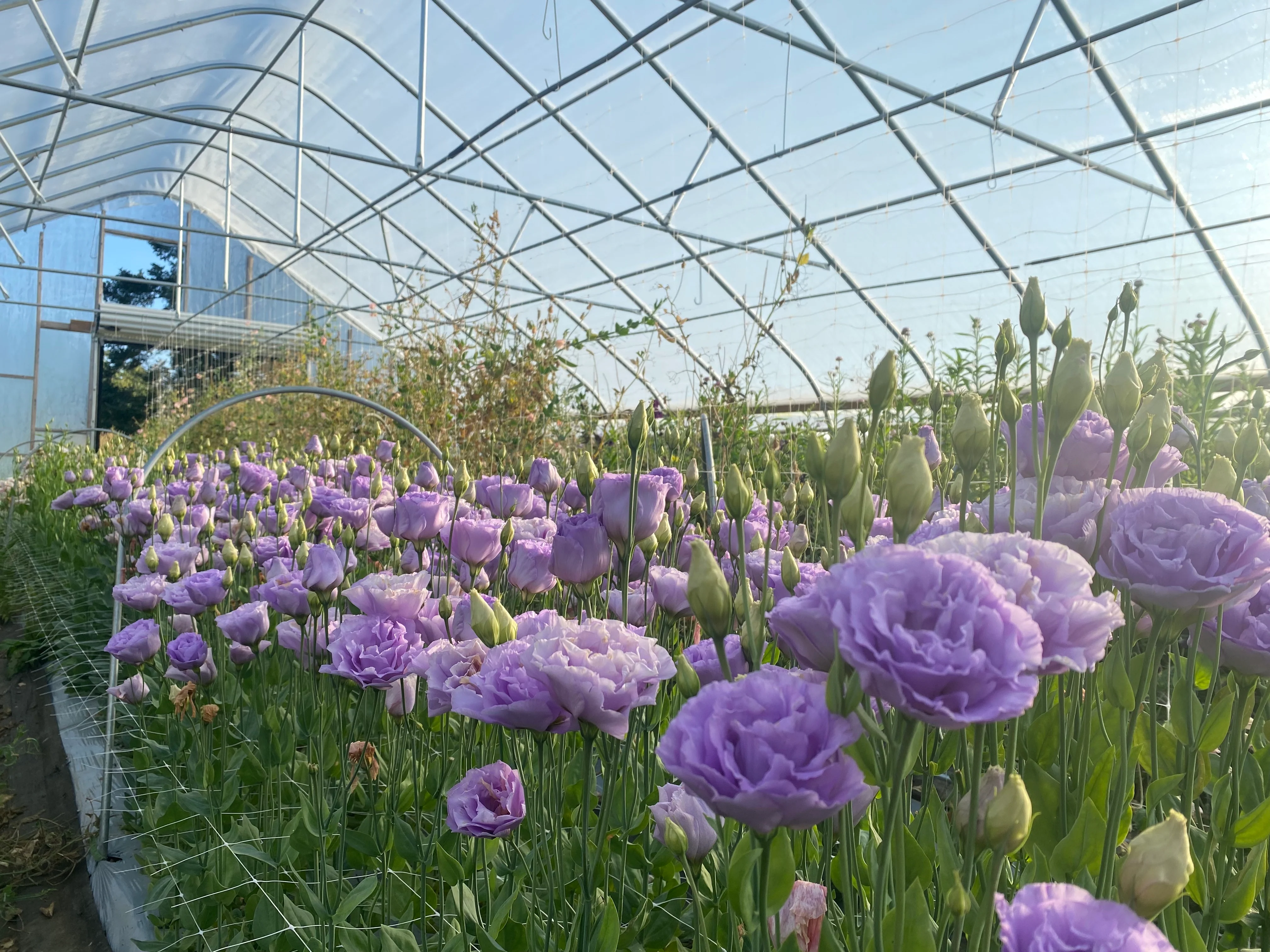Farm workers tending roses Naivasha